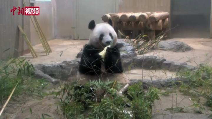 受疫情影響 旅日大熊貓“香香”返還時間第四次延期