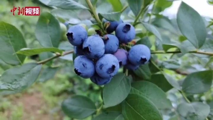 广西灌阳:“蓝精灵”鲜果满枝头 “莓”好时节采收忙