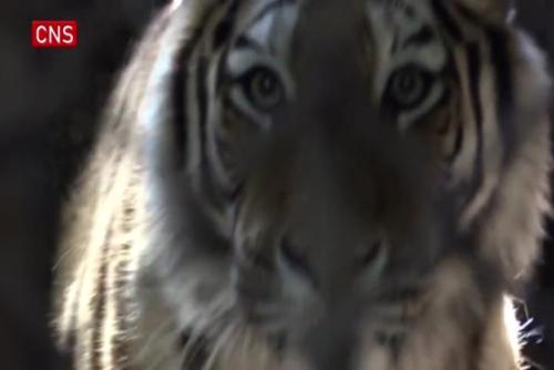 Tiger breeder helps animals survive COVID impacts