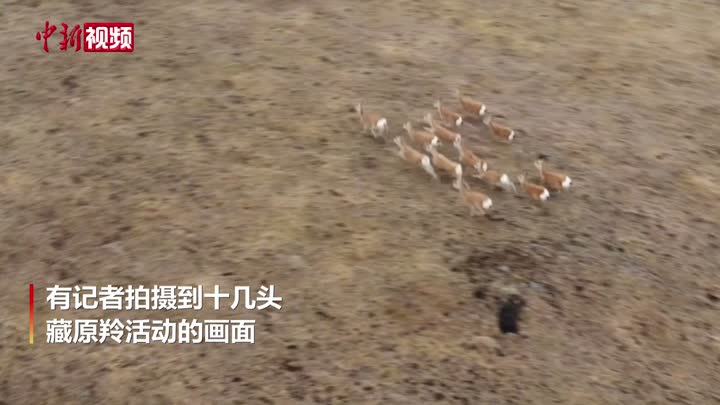 “爱心萌物”藏原羚频繁亮相长江源上游主要水源地班玛