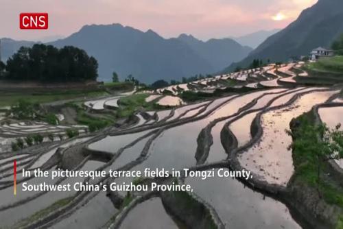 Guizhou terrace fields a masterpiece of farming culture 