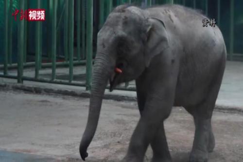 亞洲象莫莉被送往昆明動物園