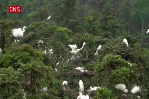 Over 10,000 egret fledglings born in China's Xiangshan Forest Park 