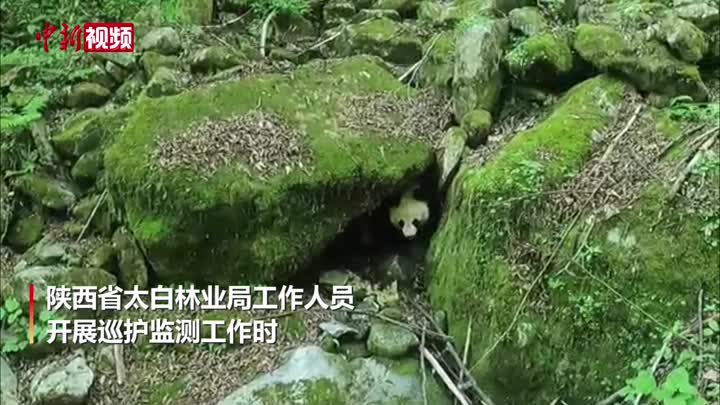 陕西省太白林业局巡护监测中偶遇一只野生大熊猫