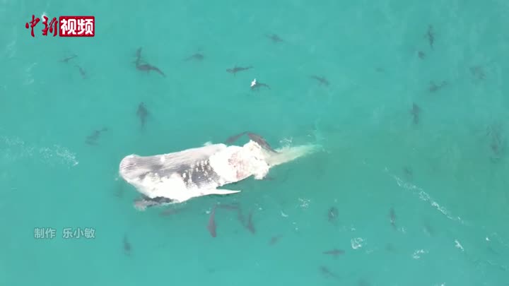 数十条鲨鱼啃食鲸鱼尸体  澳大利亚海岸出现壮观一幕