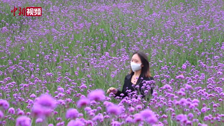 贵州桐梓800余亩马鞭草绽放 “紫色花海”醉游人