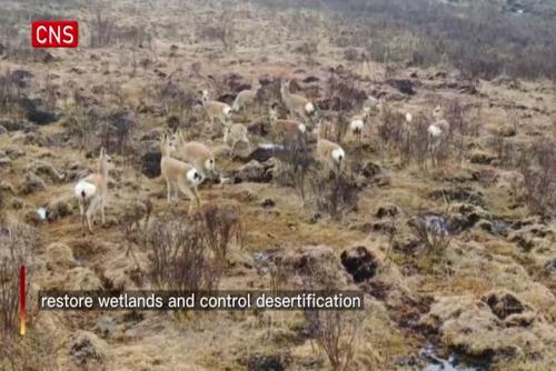 Tibetan gazelles spotted on Qinghai grassland