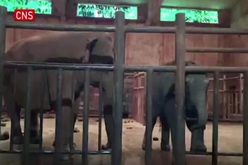 Asian elephant Molly quarantined at Kunming Zoo