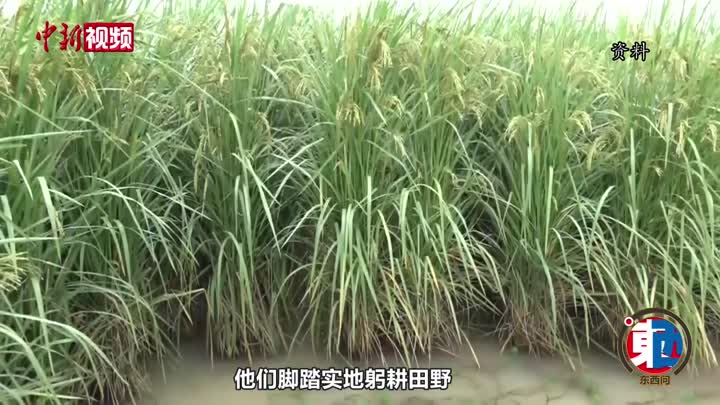 【东西问】杨远柱：杂交水稻研究成功是对“谁来养活中国”的最好回答