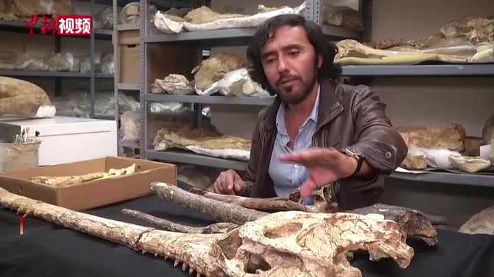 秘鲁沙漠发现距今700万年史前鳄鱼化石