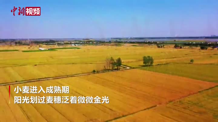 安徽阜阳：近800万亩小麦丰收在望 