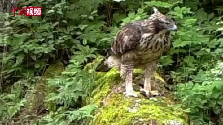 九寨沟首次发现新分布物种——鹰雕