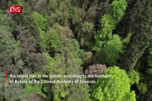 83.2 meters! China's tallest tree discovered in Tibet