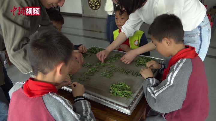 “国际茶日”：小学生体验手工制作太平猴魁