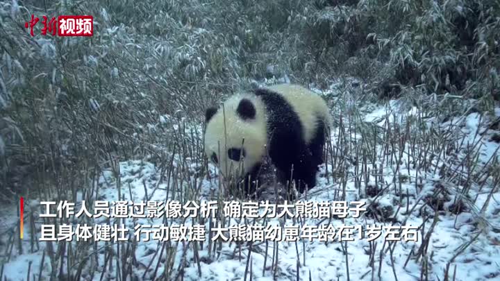 四川天全：红外相机拍到大熊猫母子同框画面