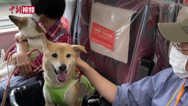 日本打造“宠物友好列车”  乘客可坐车“撸狗”