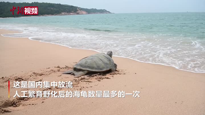 广东惠东43只人工繁育野化后的海龟放归大海