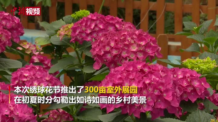 多品种绣球花绽放南京白鹭田园