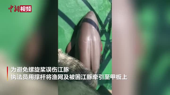 烟台海警成功救助遇险江豚