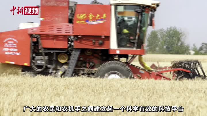 安徽阜阳：近800万亩小麦陆续开镰 