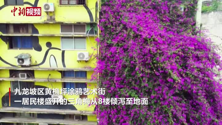 重庆一居民楼现近30米三角梅“花瀑”