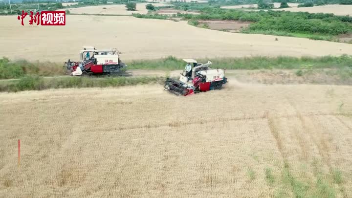 安徽合肥：小麦主产区迎来收获季