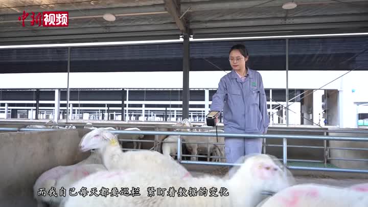 【小新的Vlog】浙江长兴“数字羊倌”的新养羊记