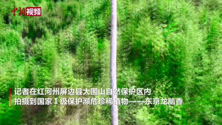 国家Ⅰ级保护濒危珍稀植物东京龙脑香现身云南大围山