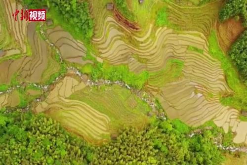 看广西桂林传统栽种模式抢插梯田秧苗现场