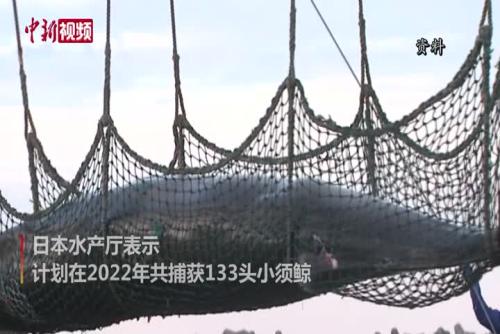日本北海道開始商業捕鯨