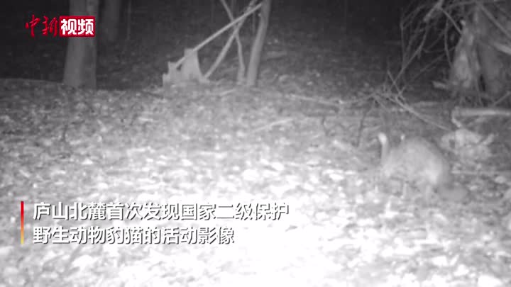庐山北麓首次发现豹猫活动影像