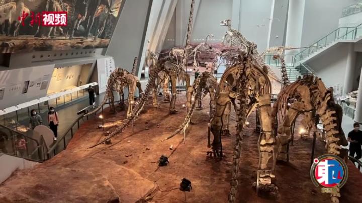 【东西问】走进化石修复中心 “寻龙人”揭秘恐龙的前世今生