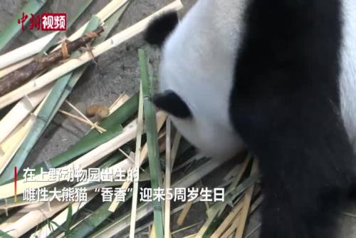 旅日大熊貓香香迎來5周歲生日