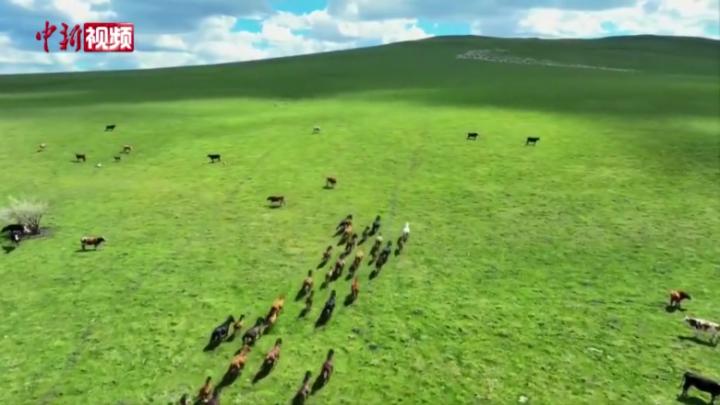 航拍呼伦贝尔草原夏季美景：青青草原上牛羊成群