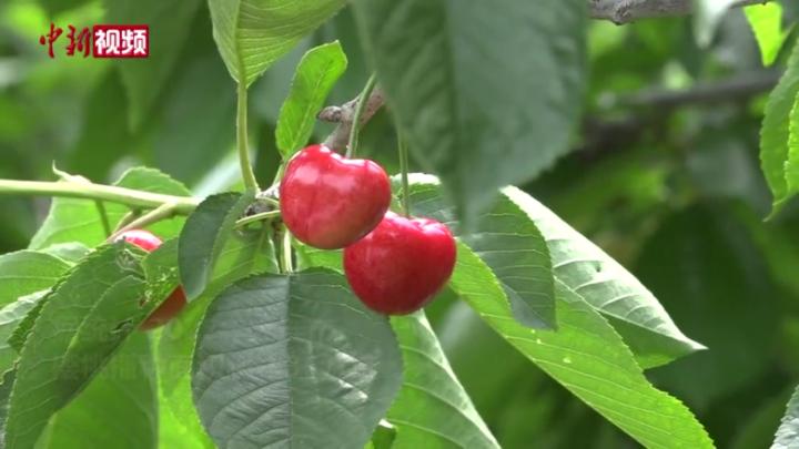 大连樱桃集中上市 预计产量破26万吨