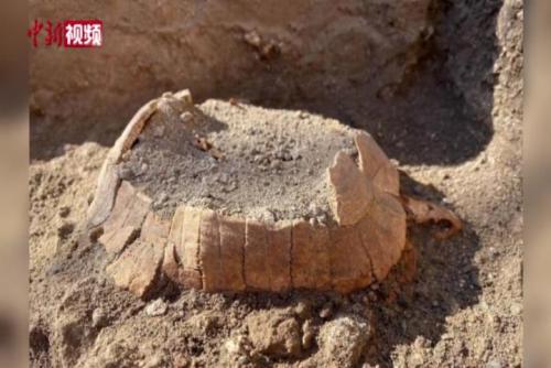 意大利庞贝古城发现陆龟遗骸