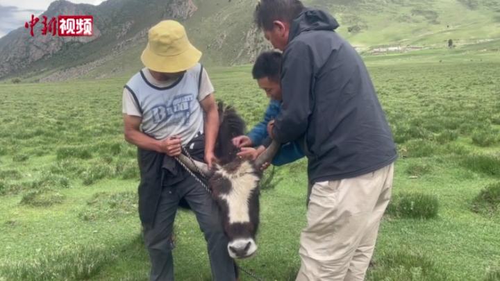 西藏一地牦牛装上定位器，不再愁牛走丢