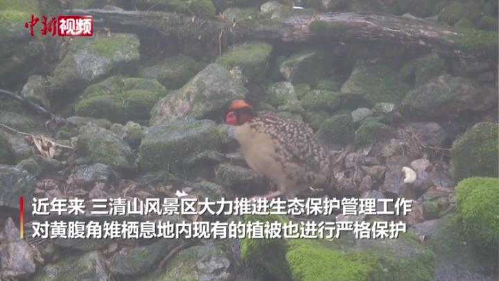 国家一级保护动物黄腹角雉现身三清山：林间觅食 不惧游人