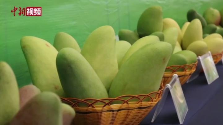 中国最大芒果种植基地广西百色：芒果美食引民众尝鲜