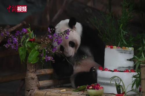 熊猫兄妹庆6岁生日 俏皮品尝冰蛋糕