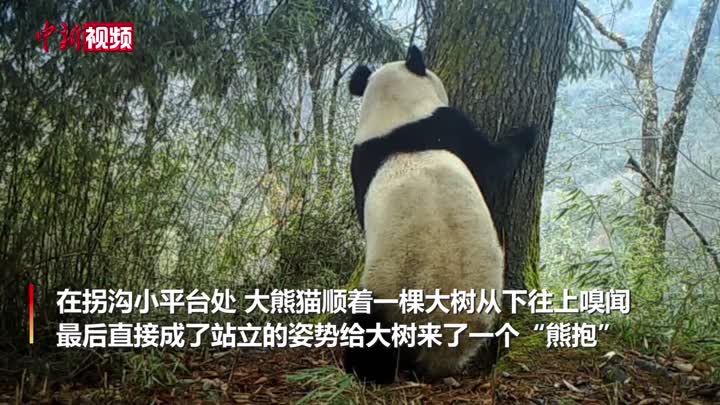 四川平武野生大熊猫解锁真正的“熊抱” 