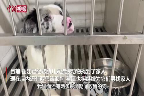 原上海动物方舱负责人“退休” 继续宠物公益事业