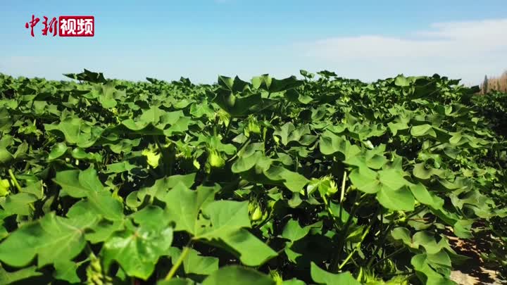 新疆：持续高温天 智慧灌溉为棉田“降温”