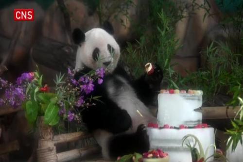 Twin giant pandas in China's Guangxi celebrate 6th birthday