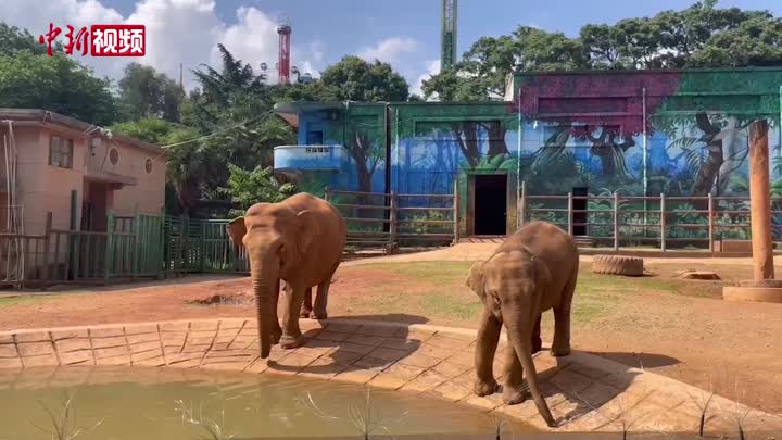 亚洲象“莫莉”和象妈妈“莫坡”合笼成功 相处融洽