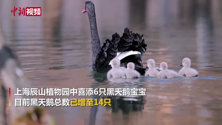 上海辰山生态环境美 黑天鹅喜“添丁”萌翻众网友