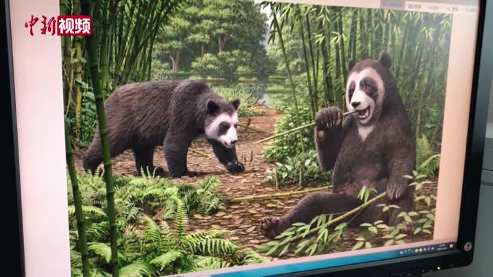 大熊猫吃竹子“绝技”从何而来？最新研究揭秘600万年前起源