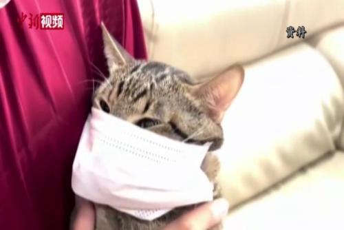 泰国报告全球首例新冠“猫传人”病例