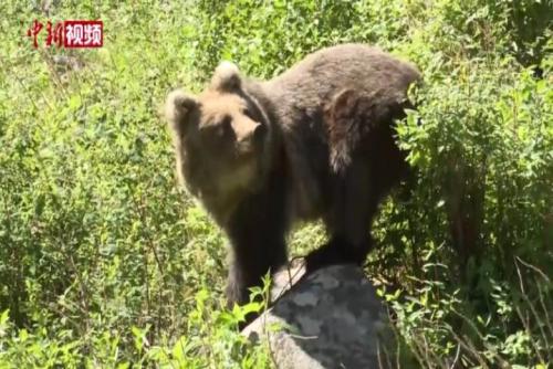 新疆阿勒泰首次用救助、野化、野放结合方式放归一头棕熊