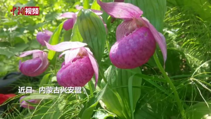 内蒙古兴安盟发现近百株国家一级濒危保护植物大花杓兰
